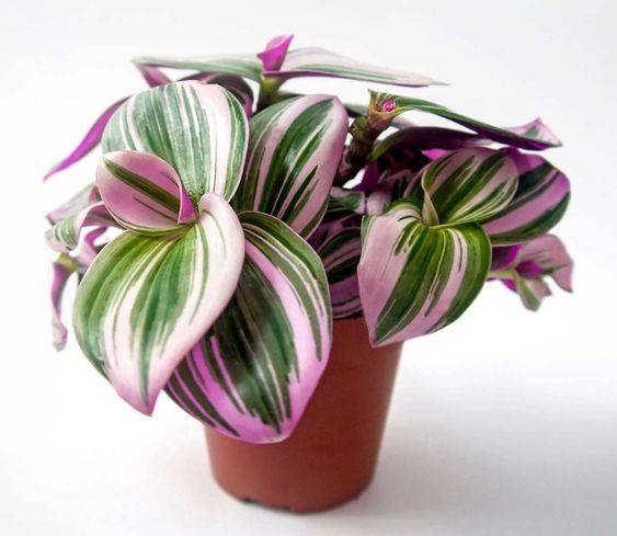 Tradescantia nanouk