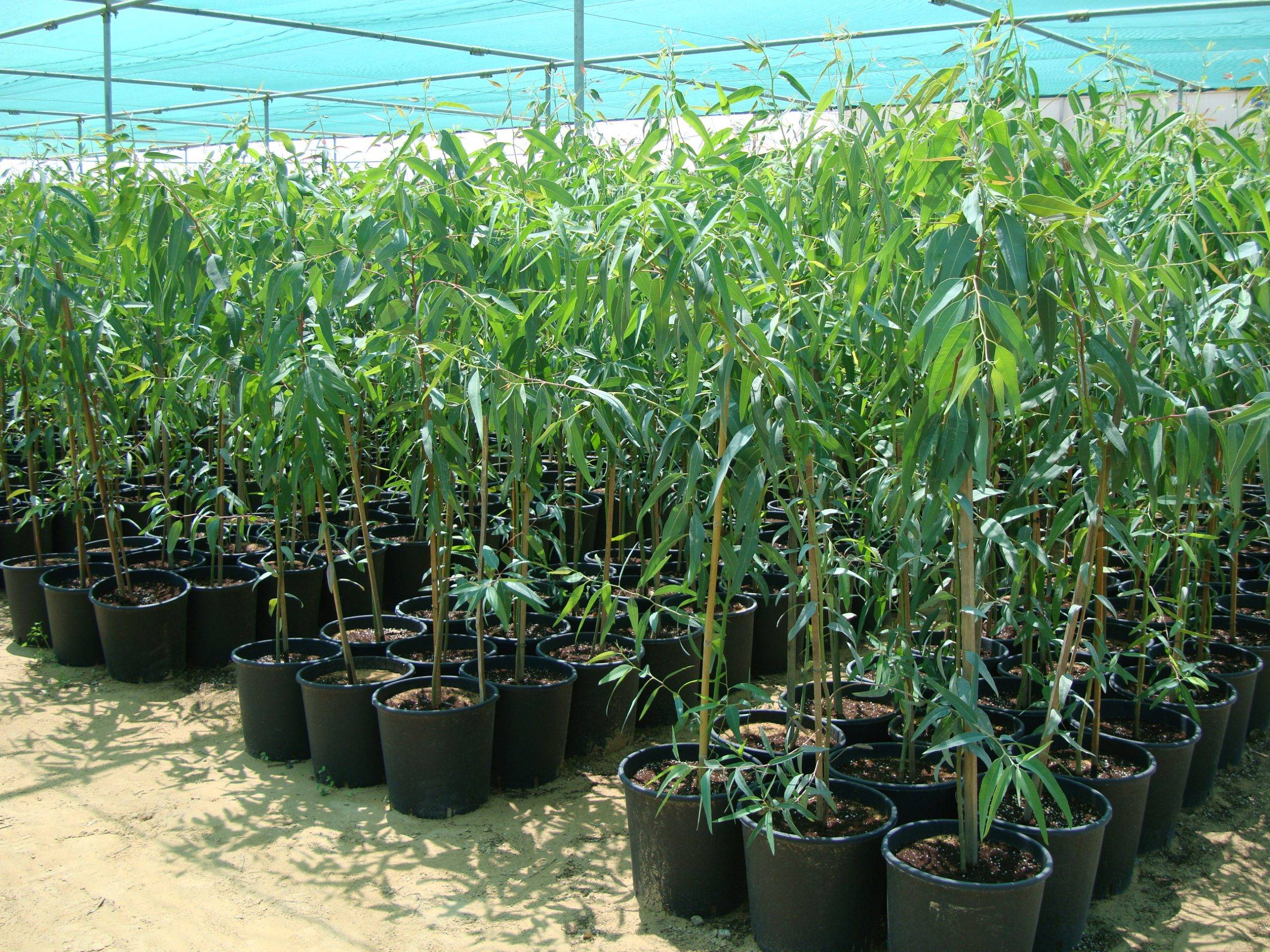 Eucalyptus camaldulensis