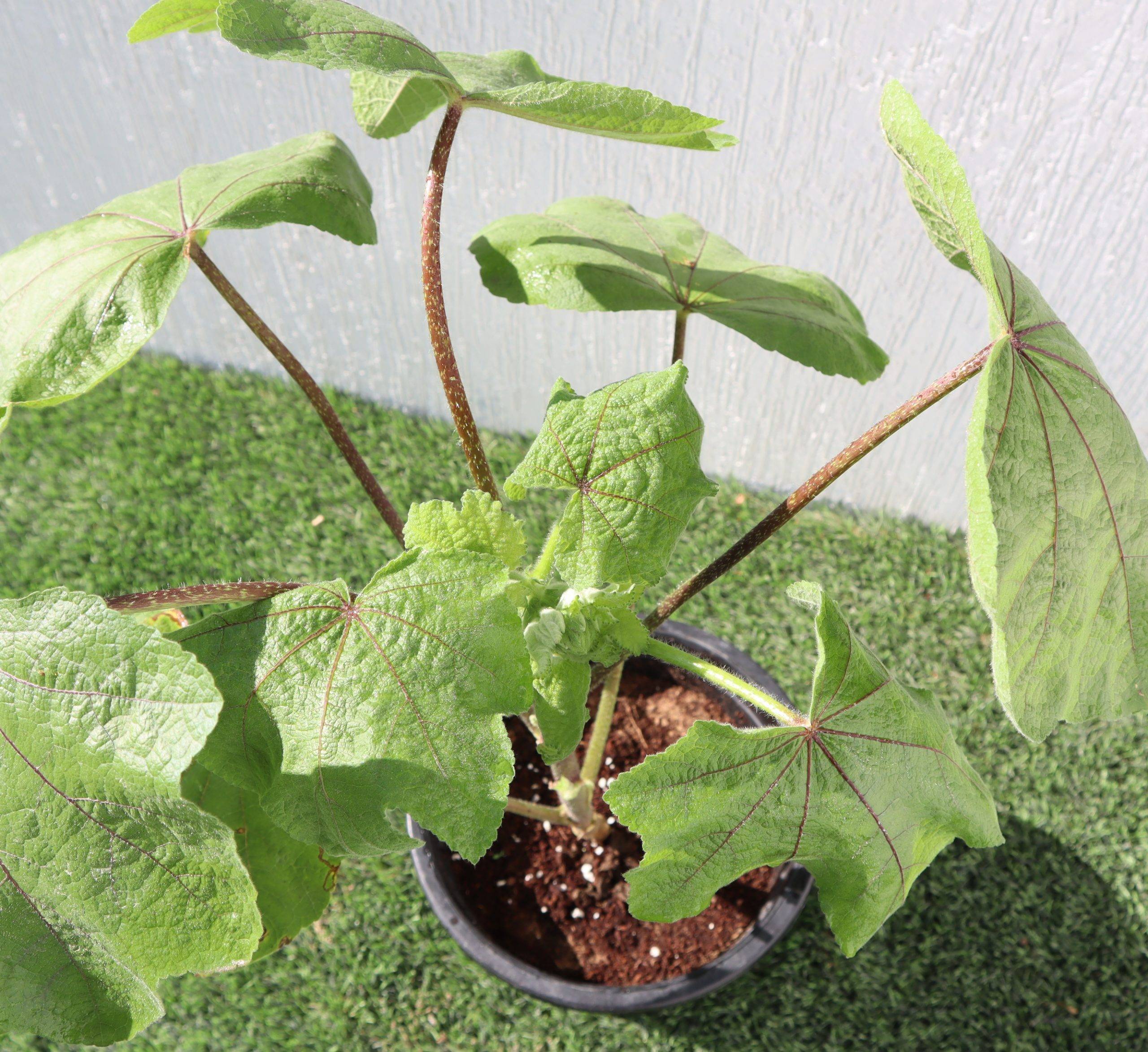 Alcea rosea (Hollyhocks Flower Plant)