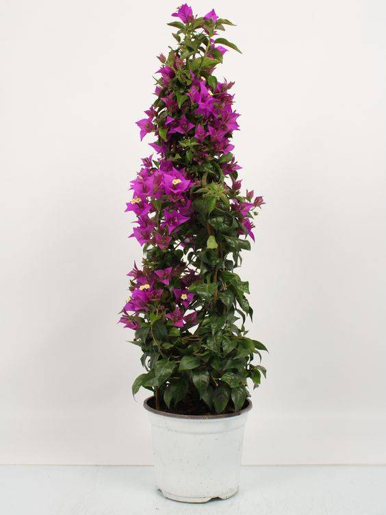Bougainvillea alexandra