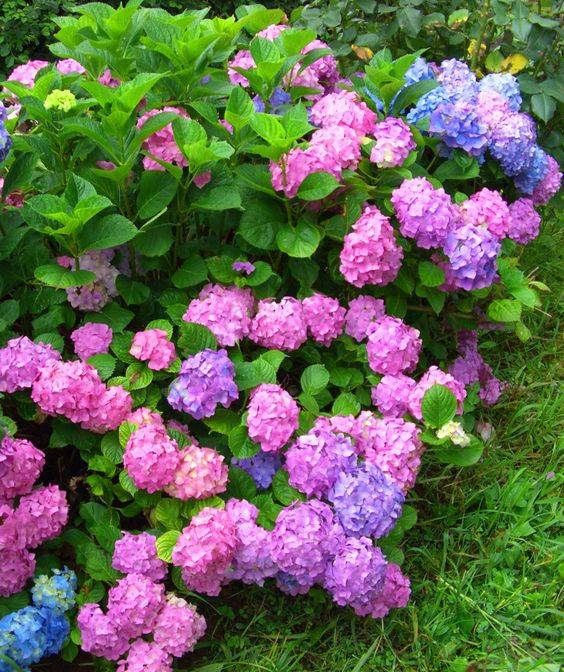 Hydrangea (Mix colour)