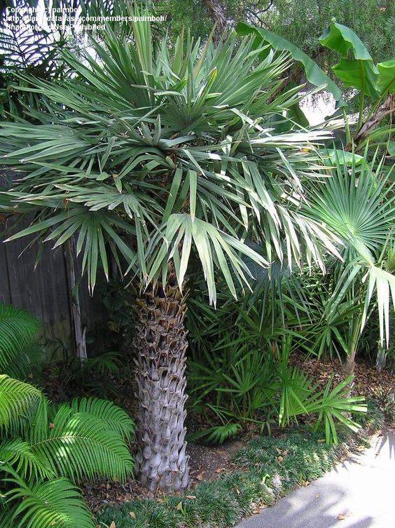 Copernicia pruniferea