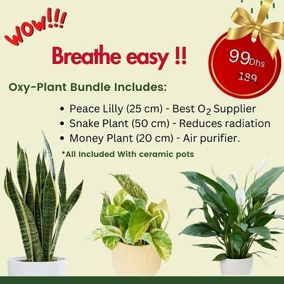 WOW OFFER - Breathe Easy 