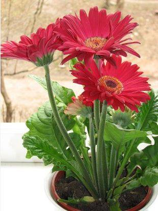 gerbera