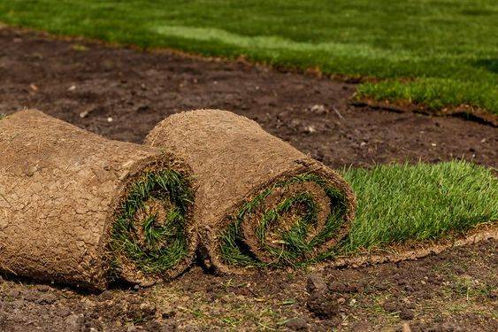 Bermuda Grass 