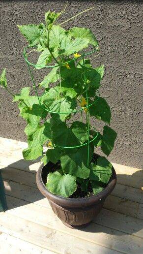 Cucumber Plant