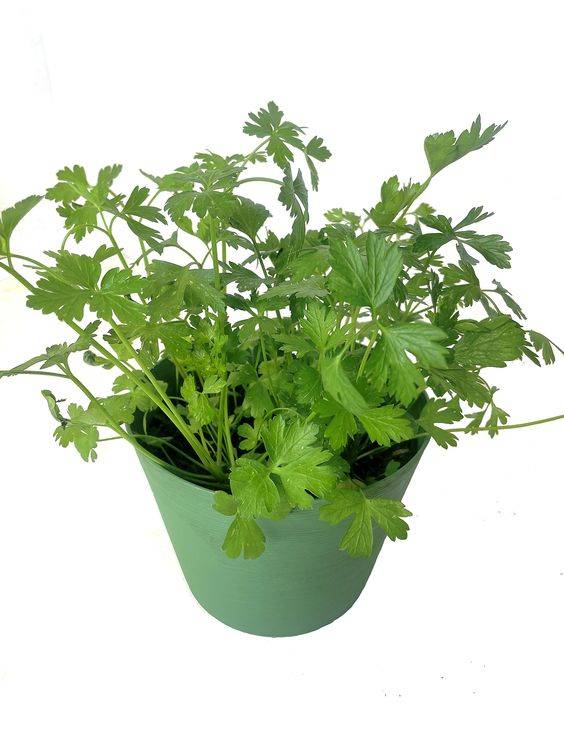 Parsley plant 