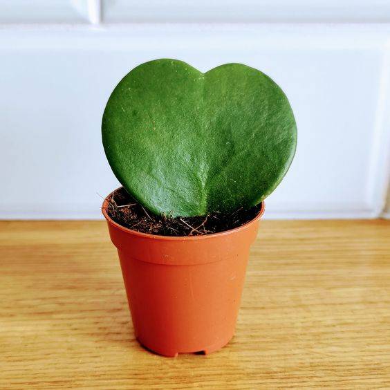 Hoya Kerrii