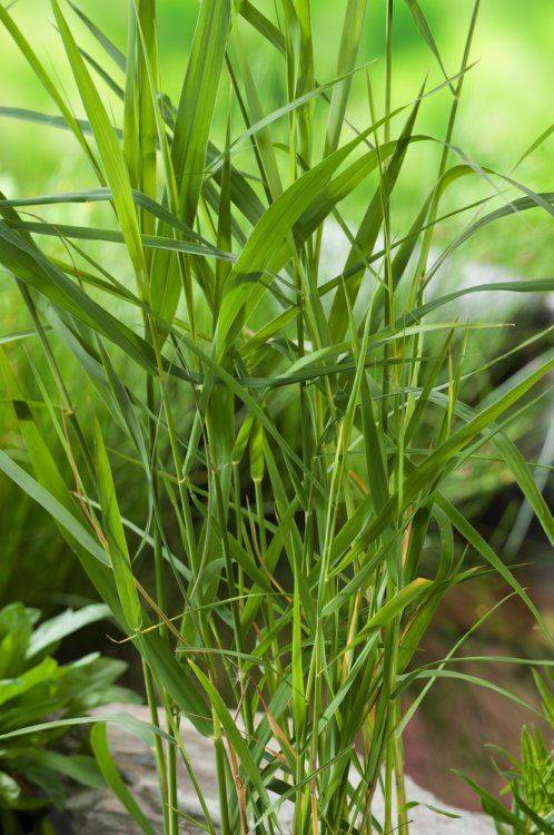 Phragmites australis (common reed)