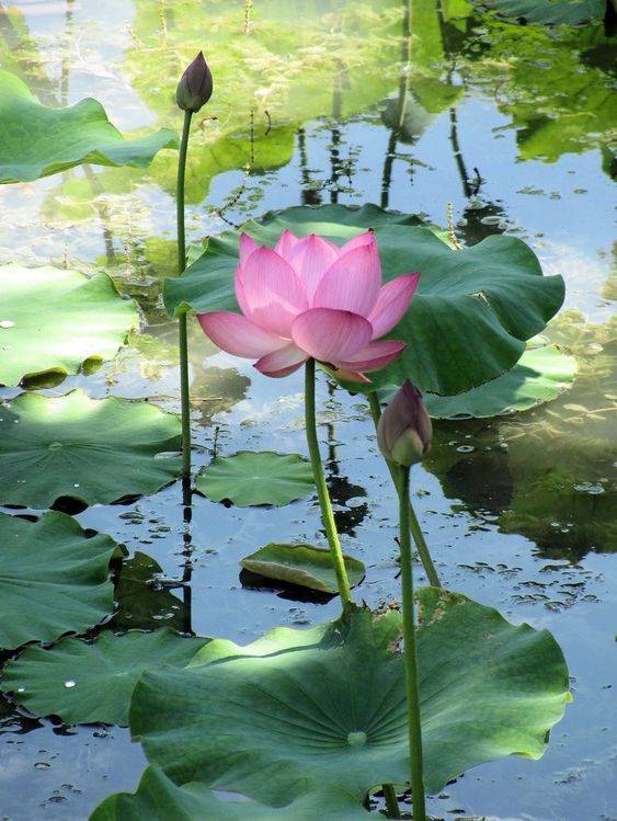 Nelumbo nucifera