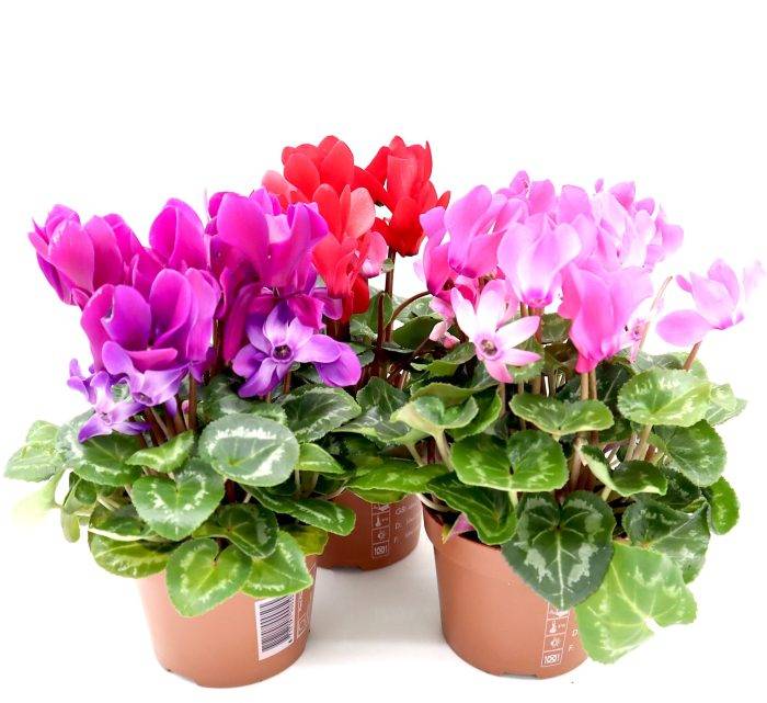 Cyclamen persicum “Indoor Cyclamen”