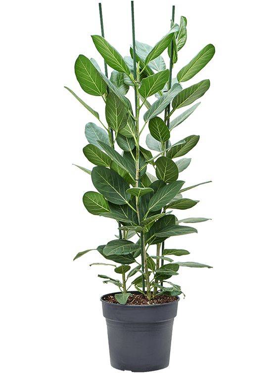 Ficus Benghalensis