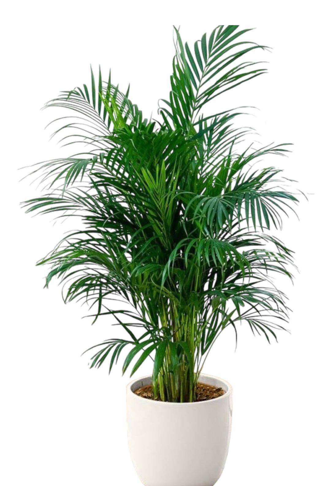 Areca Palm Potted Plant