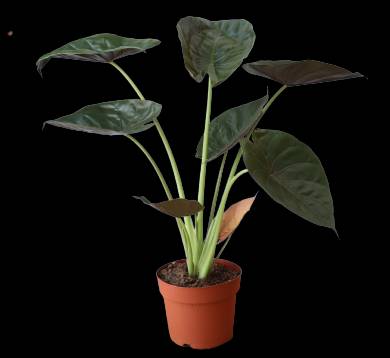 Alocasia Wentii “Hardy Elephant’s Ear” 70-80cm