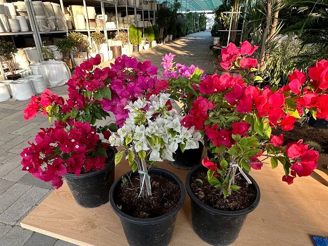 Bougainvillea glabra “30 to 160cm” White