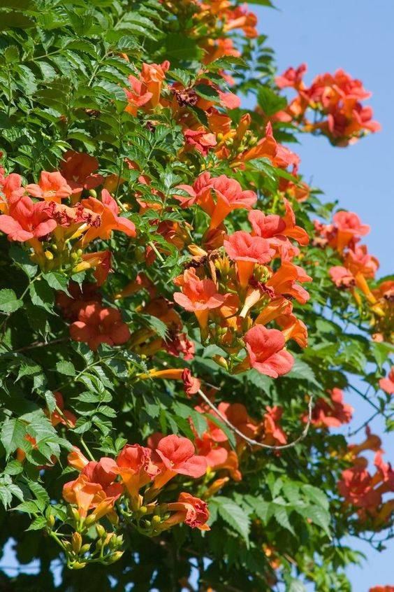 Campsis radicans