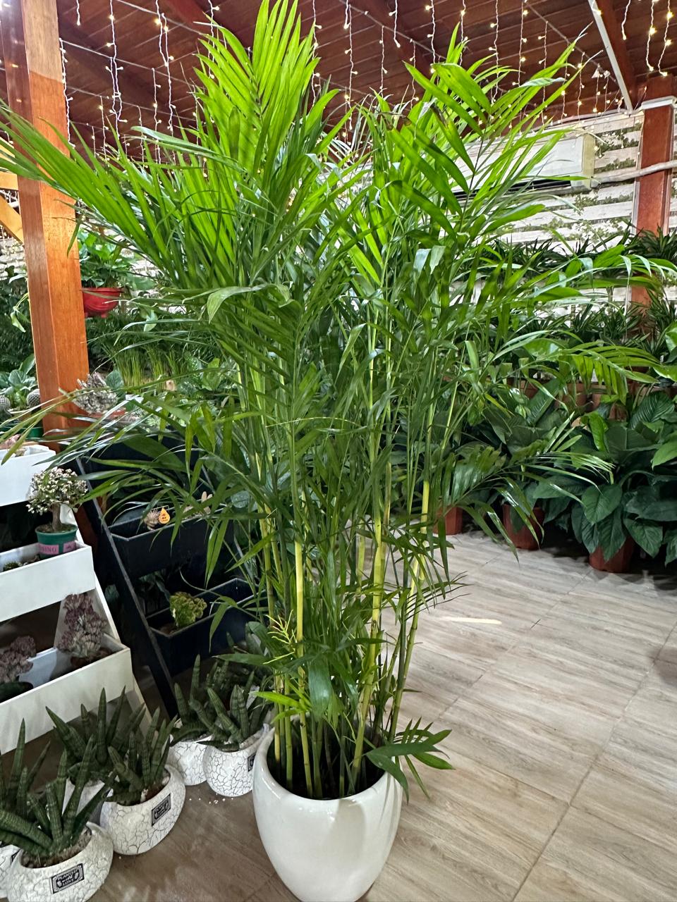Bamboo palm with white pot -promo wow offer 